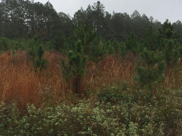 10705 SW 107th Loop, Lake Butler, FL 32054