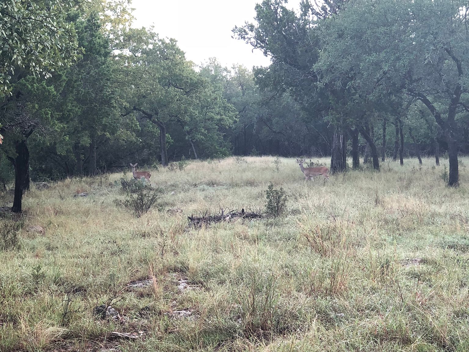 1287 Glenwood Loop, Bulverde, TX 78163 Zillow