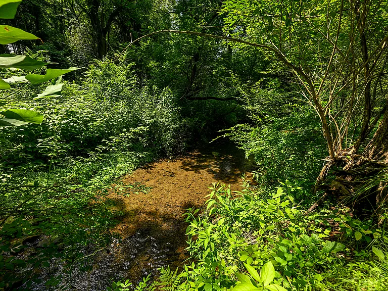 Serene stream!