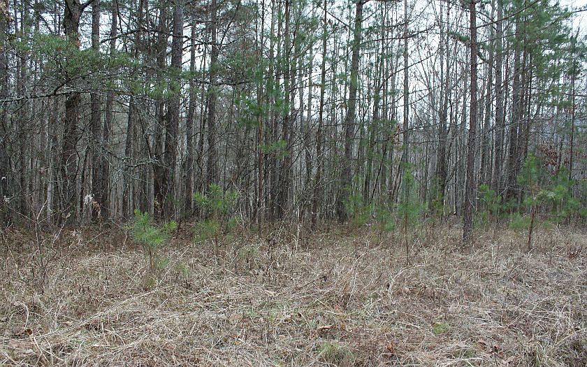 1st image of 1 Thirteen Off Shady Ln