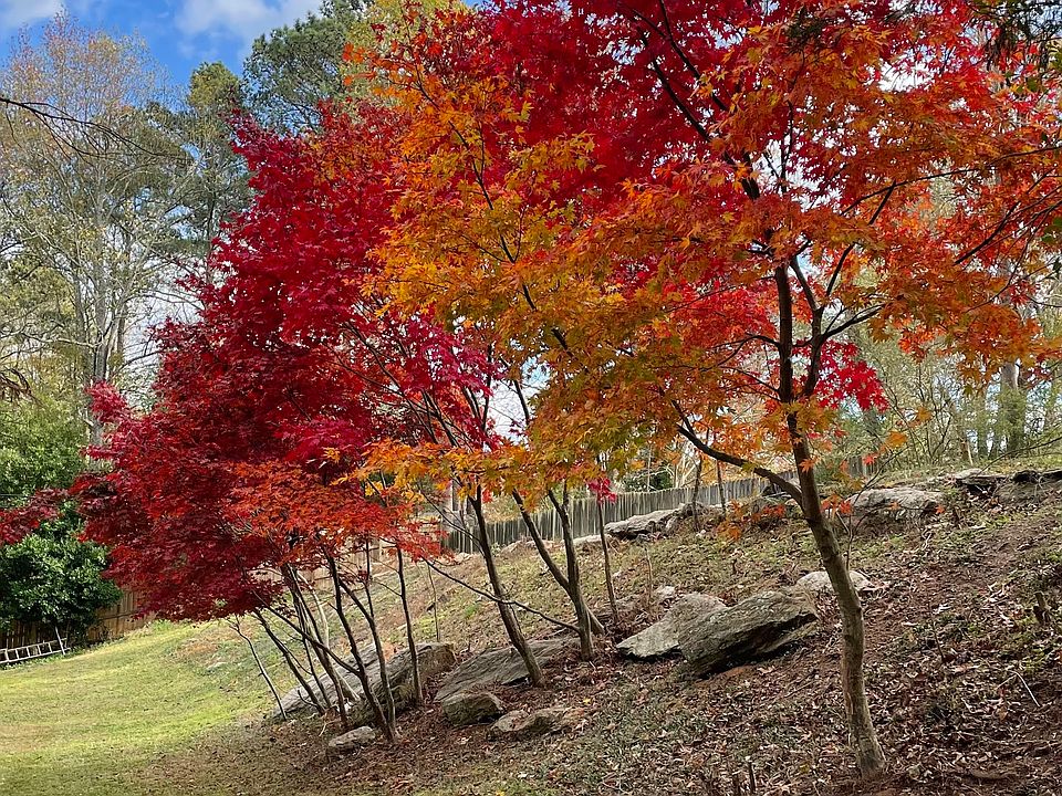 Beautiful Japanese Maples in Backyard