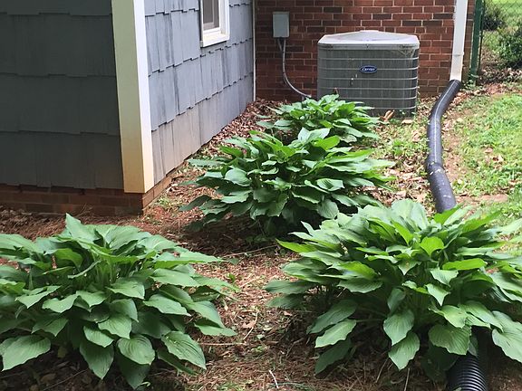 Hostas
