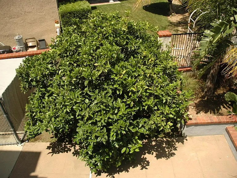 6374 E Paseo Celeste — Photo 91