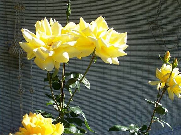 Yellow Roses