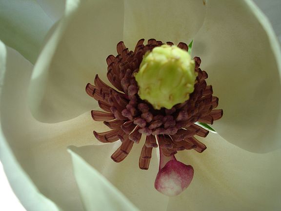 Rare Magnolia 6 / 09