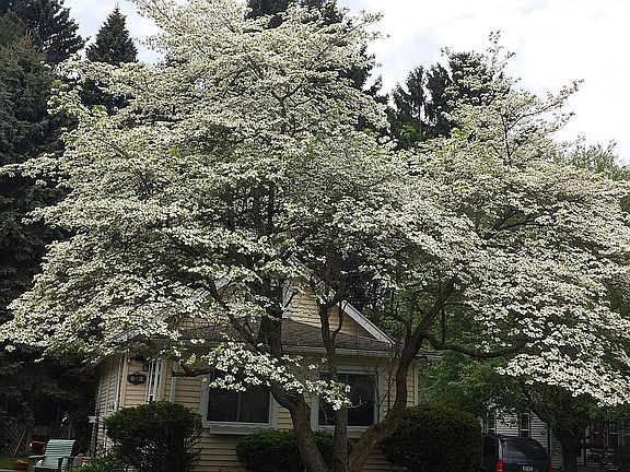 The Dogwood Tree in bloom..