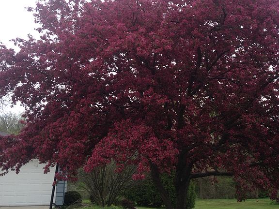 Crab Apple every spring