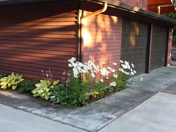 Low maintenance perrenials