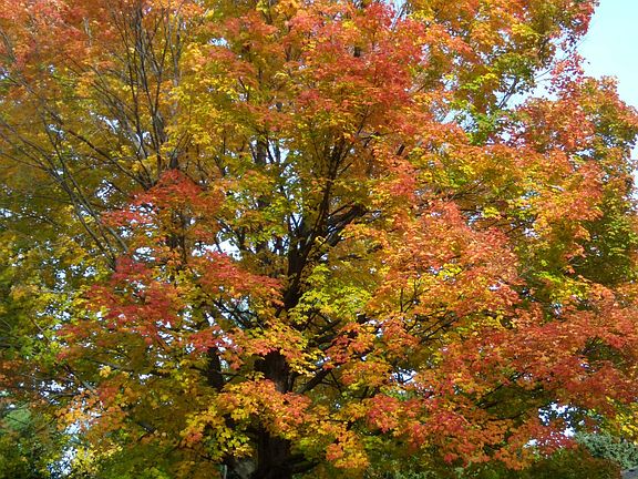 Spectacular fall color