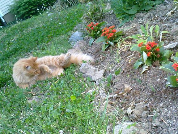 July 2011, garden kitty