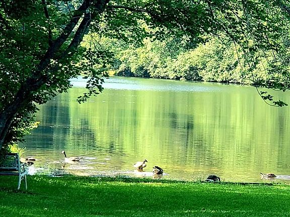 Plenty of ducks and geese
