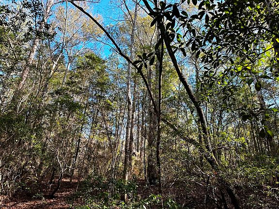 Hardwoods along Poplar Creek