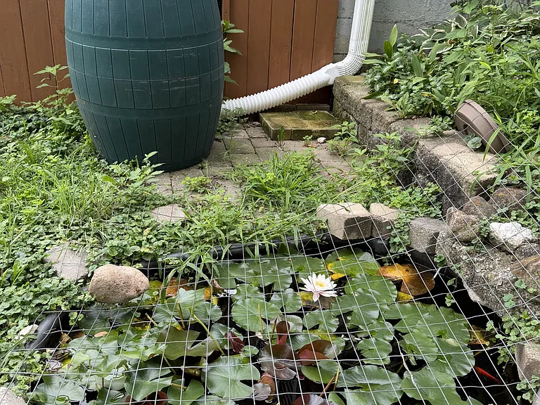 Koi pond
