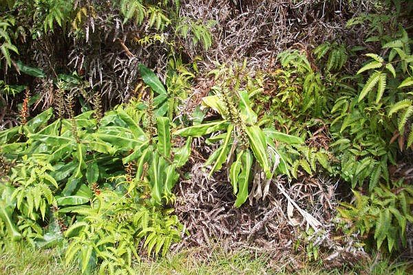 1st image of Nalehua Rd Lot 8616