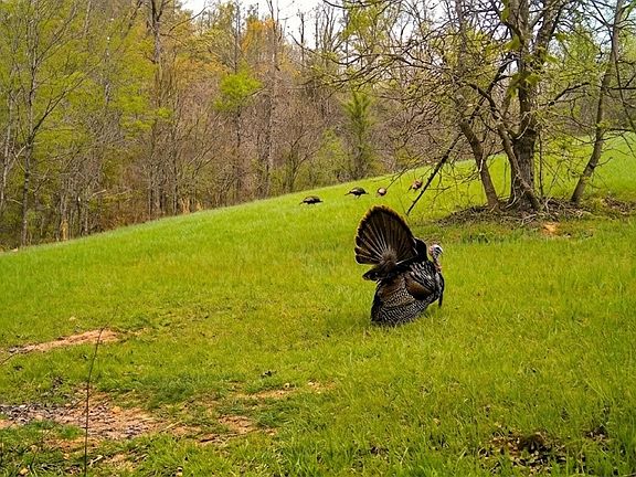 5th image of 0 Elk Trl