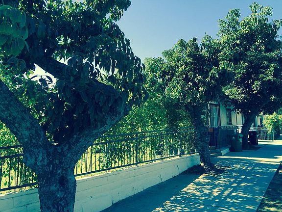 Avalon St. view w/3 avocado trees