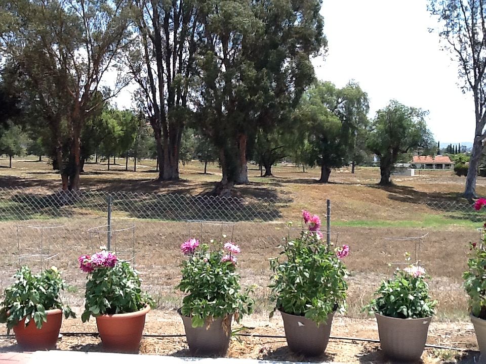 patio view