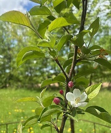 4th image of 15370 Mallard Rd