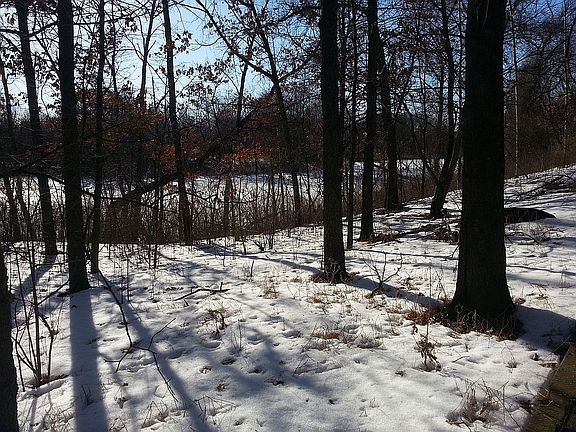 Back Yard Nature!