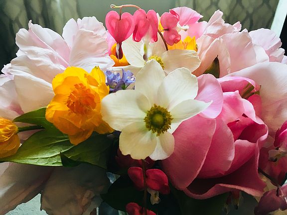 Spring flowers from gardens