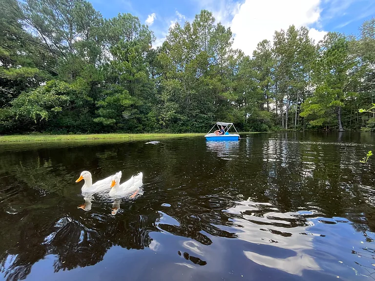 351 Buck Swamp Rd — Photo 5