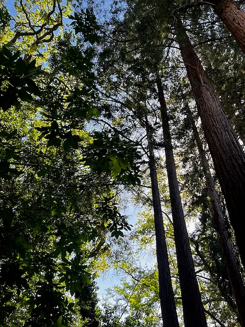 Redwood Creek Apartments