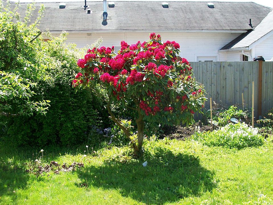 Red Rhodie, Apple tree on left side of pic.