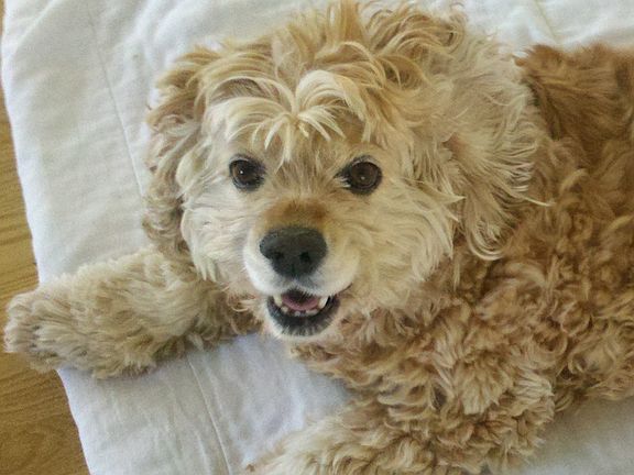 Maggie