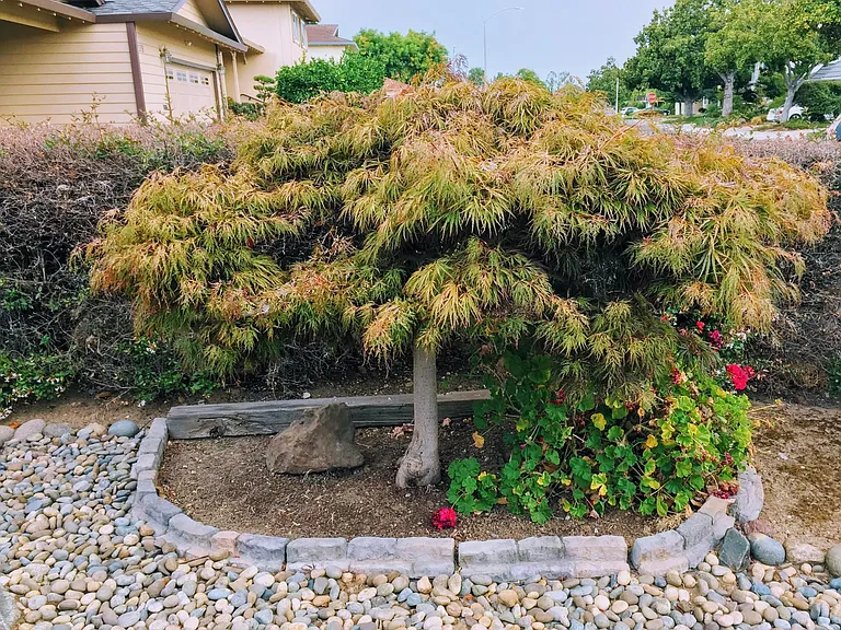 Japanese Maple Tree