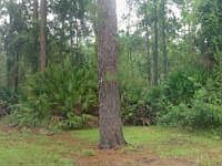 2nd image of 2091 Forbes Rd