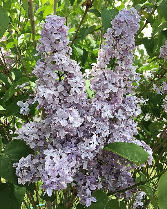 Lilacs in front yard