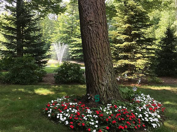 Eagles like this tree