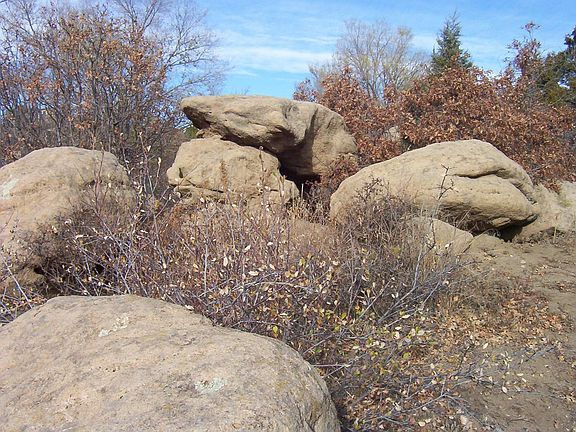 Natural Landscaping in Backyard