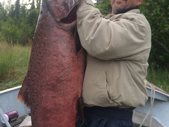 60lb King Salmon