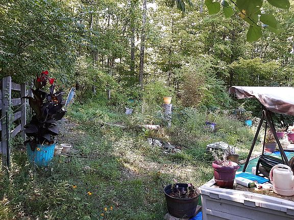 backyard in summer