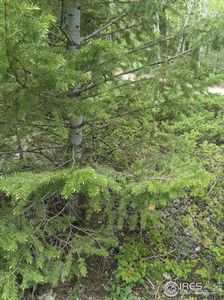 3135 Ridge Rd, Nederland, CO, 80466