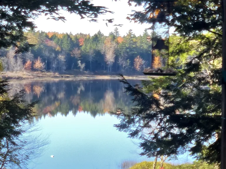 View of Little Webb Pond from the back deck