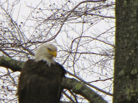 Bald Eagle Visiting