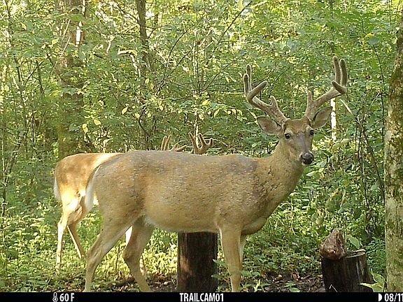 4th image of 2933 S Saluda Hill Rd