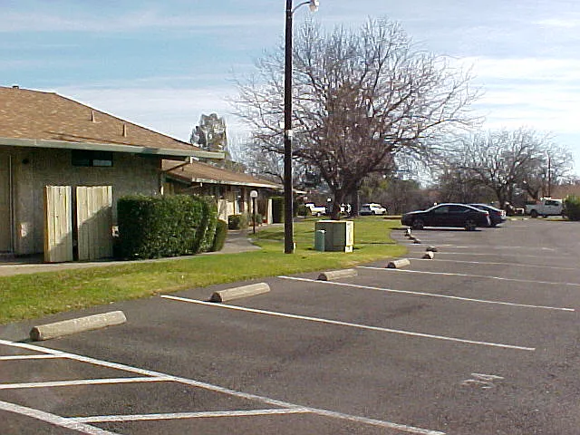 Pepper Tree — Photo 1
