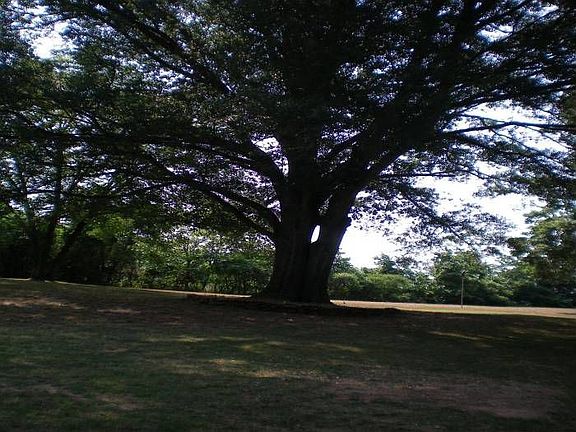 huge oak trees