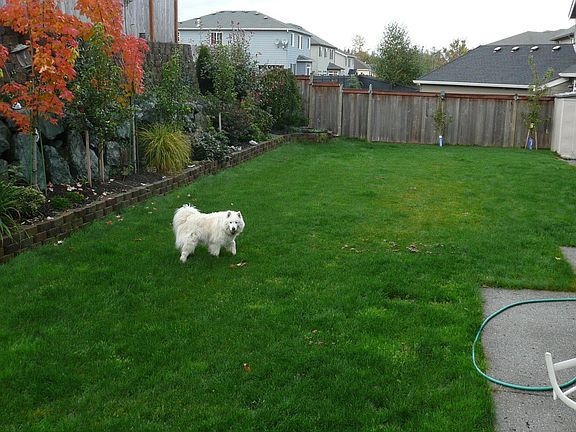 Large Back yard