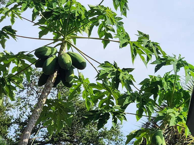 Papaya tree on backyard