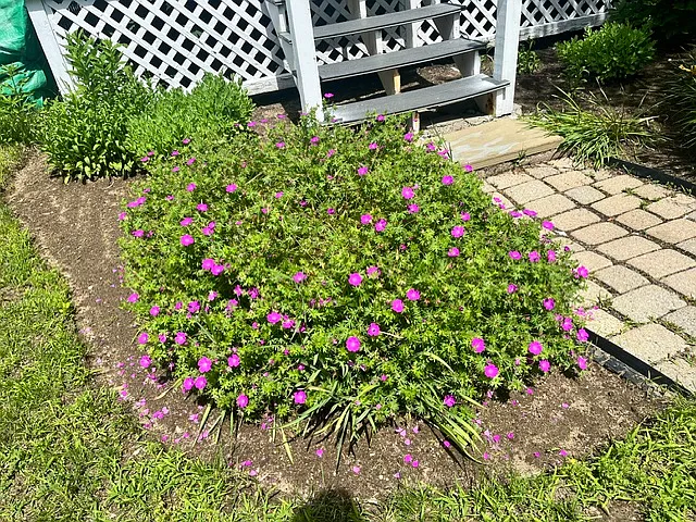 Flower beds