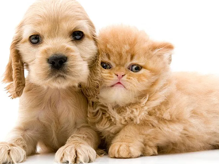 Pets are welcome at Heatherwood Apartments, Grand Blanc, Michigan.