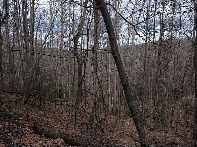 2nd image of 135 Sassafrass Rd