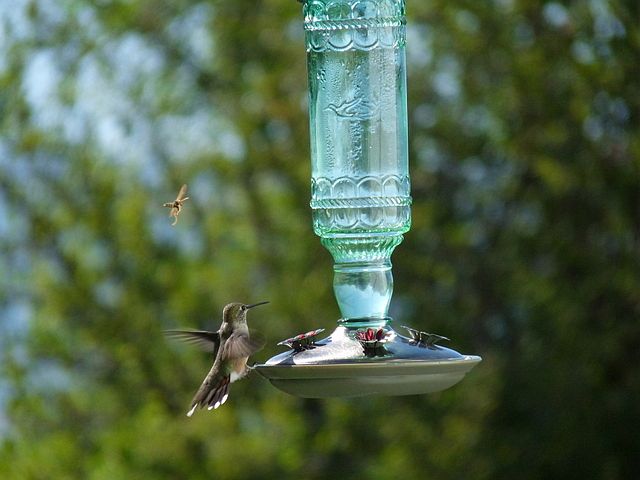 Hummingbird on Feeder