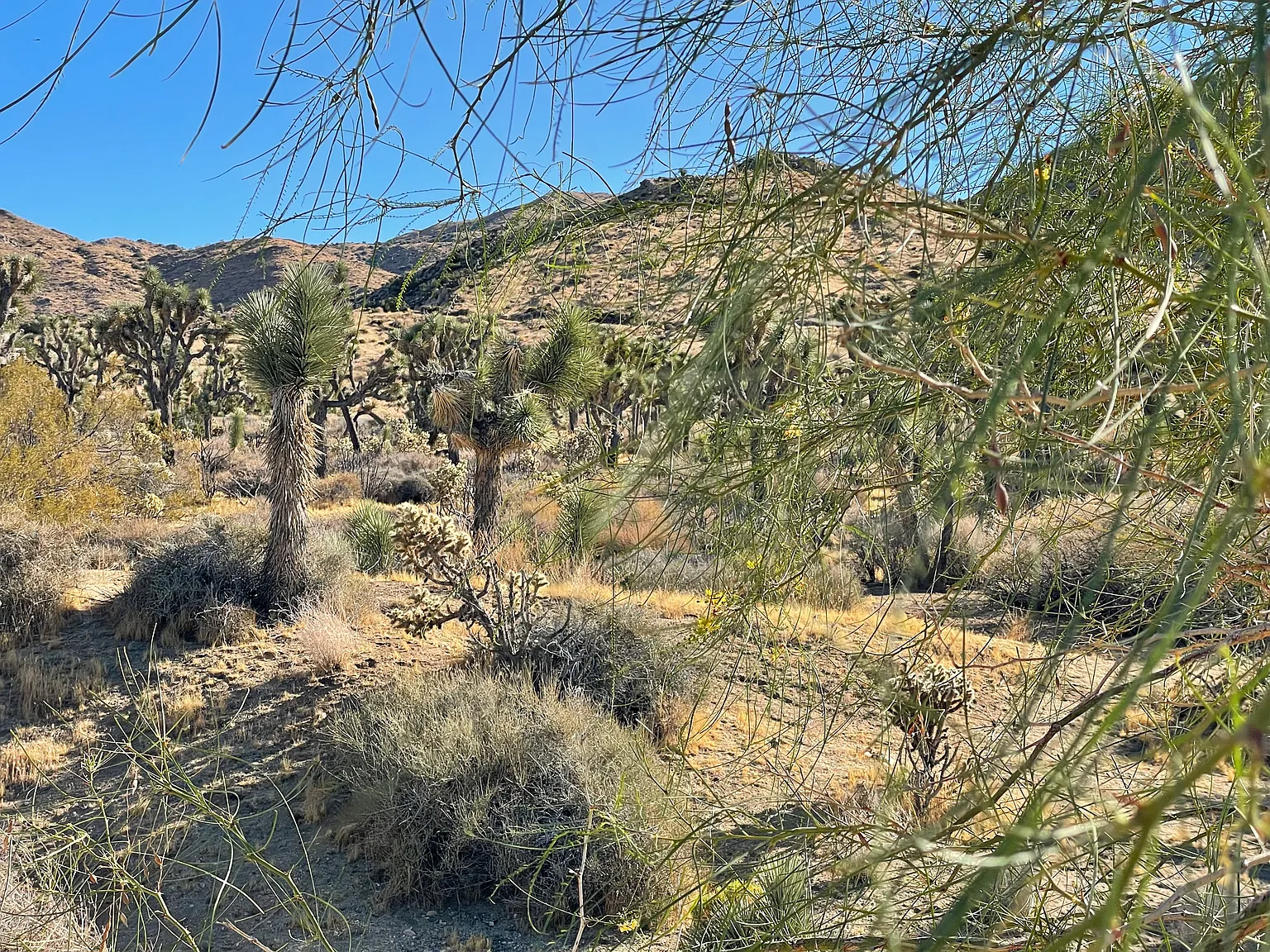 Golden Bee Dr, Yucca Valley — Photo 4