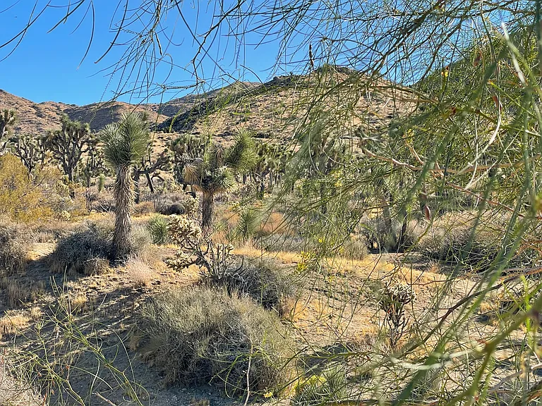Golden Bee Dr — Photo 4