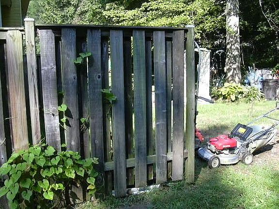 back yard
